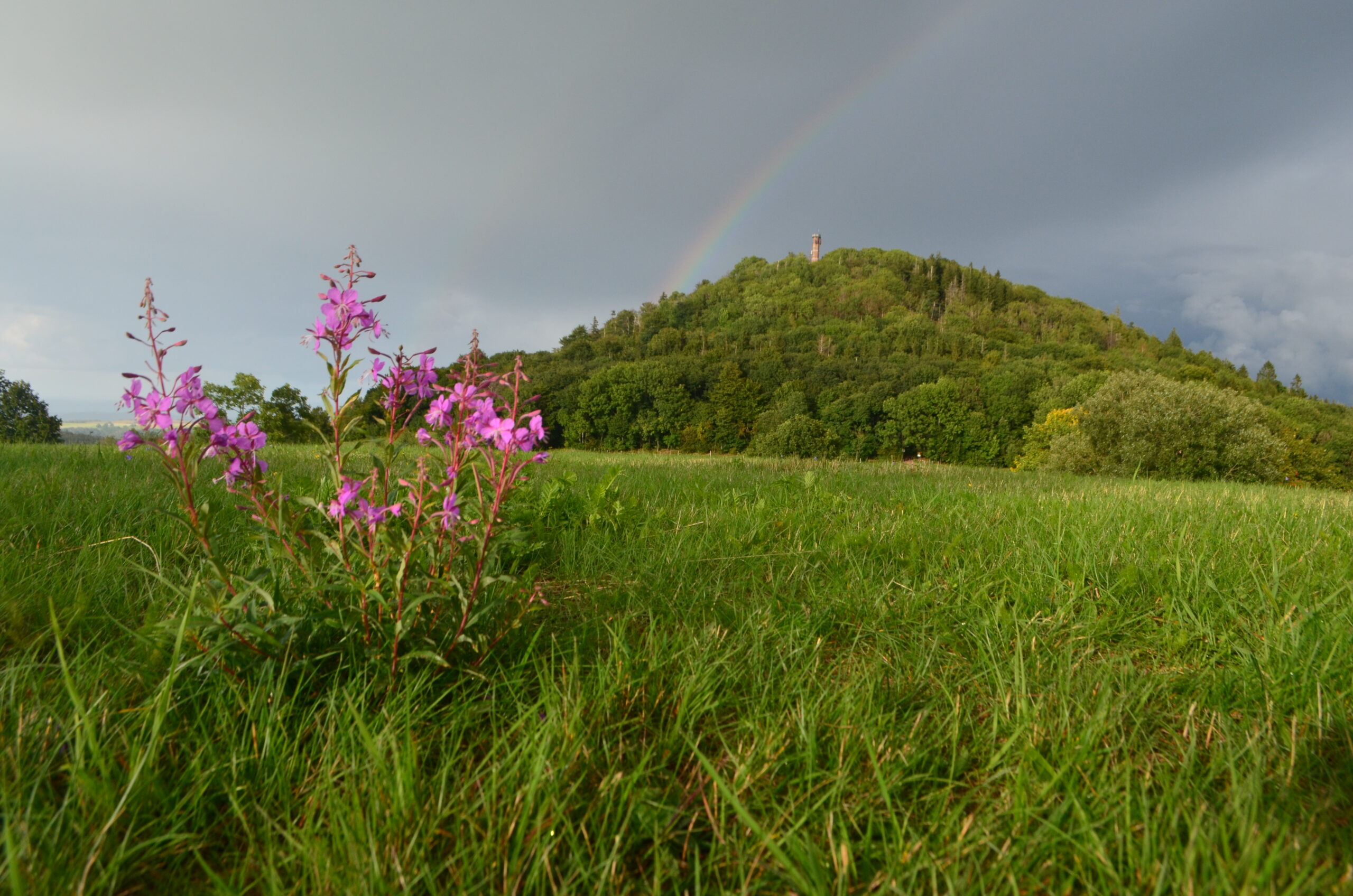 Grüne Liga Osterzgebirge