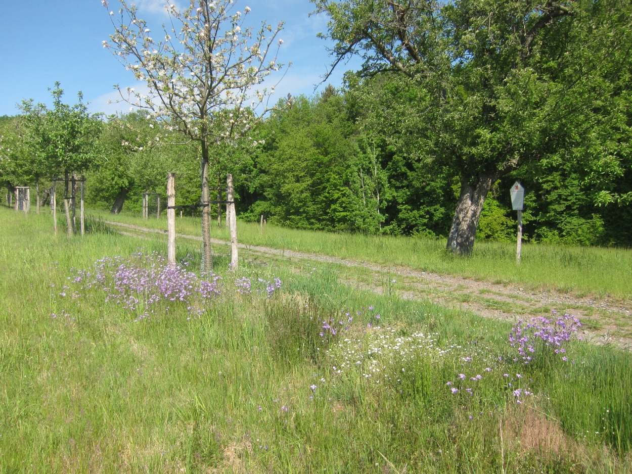 Blütensaum bei Schlottwitz (Foto T. Lochschmidt)