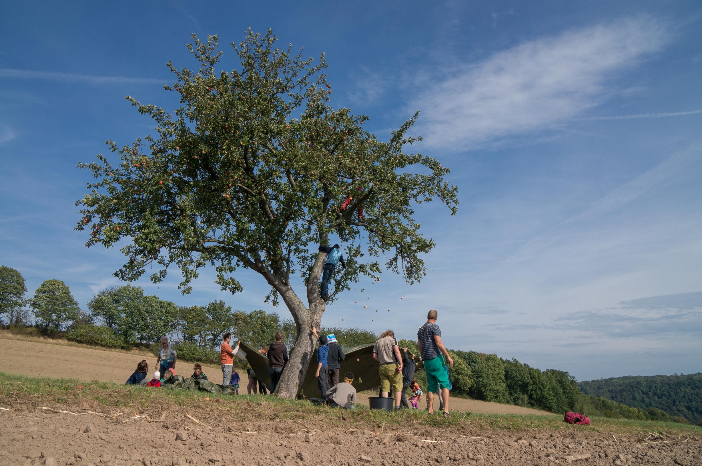 Obsternte zum Apfel-Wochenende (Foto H. Oertel)