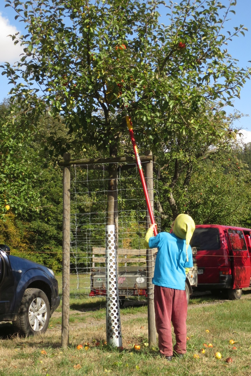 Tafelobst vom Jungbaum (Foto F. Lochschmidt)