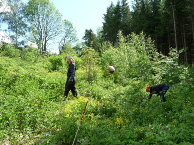 Waldprojekte